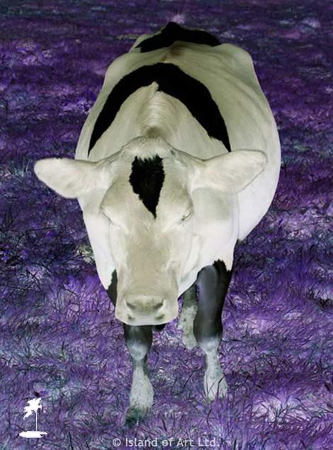Island of Art - Photo - Energy Brown - Bovine Beware Island of Art - Photo - Energy Brown - Bovine Beware