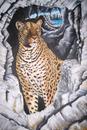 Leopard on the Rocks by Marilyn Comparetto