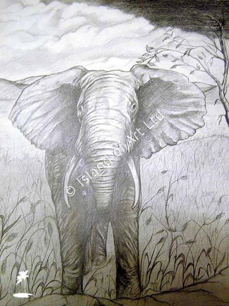 Elephant - Marilyn Comparetto For sale: original drawing, pencil on cartridge paper, framed