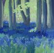 Bluebells in the Beechwoods