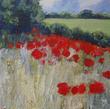 Bright Red Poppies in a Field by the Road