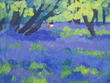 Spring Walk in the Bluebell Wood.