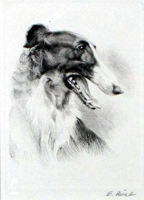 E Rivet 'Borzoi' E Rivet 'Borzoi'