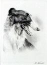 E Rivet 'Borzoi'