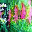 Pink orchids and white daisies in the meadow